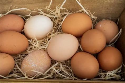 Are Eggs Okay on the Carnivore Diet? - All Things Carnivore