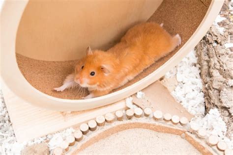 Exploring What Do Hamsters Play With - Hamster Spruce