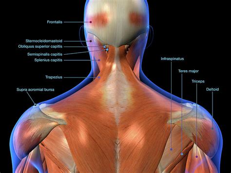 Anatomy Of Back Of Head