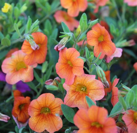 Calibrachoa x hybrida (Million Bells, Ampel) - Lundagers Gartneri