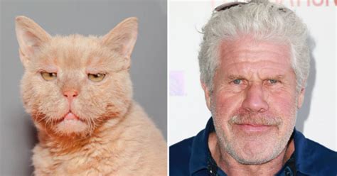 Cat That Looks Like Ron Perlman - CAT GHR