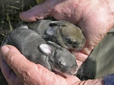 Can You Hold A Wild Baby Bunny | 1000 Animal