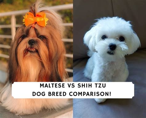 Maltese vs Shih Tzu - Dog Breed Comparison! (2023) - We Love Doodles