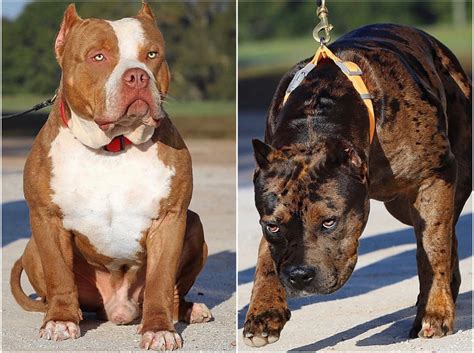 25 Excited American Bully Xxl Kennels Picture HD - Bleumoonproductions