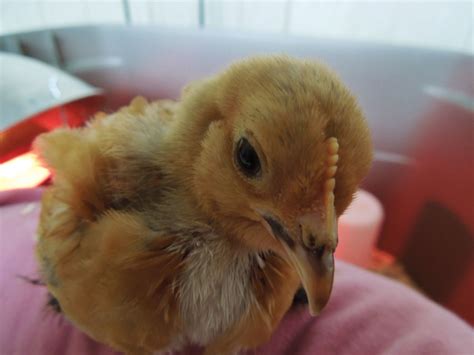 Are these two Mille Fleur d'Uccles cockerels? | BackYard Chickens ...