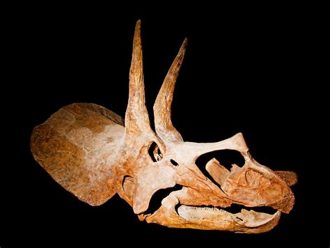 Triceratops Skull Fossil Photograph by Millard H. Sharp - Fine Art America