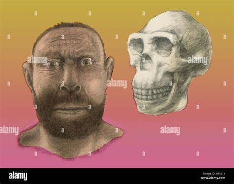 Homo Erectus Facial Reconstruction