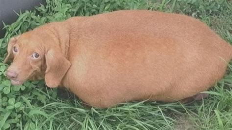 Video Look at the Obese Dachshund That Lost 43 Pounds - ABC News