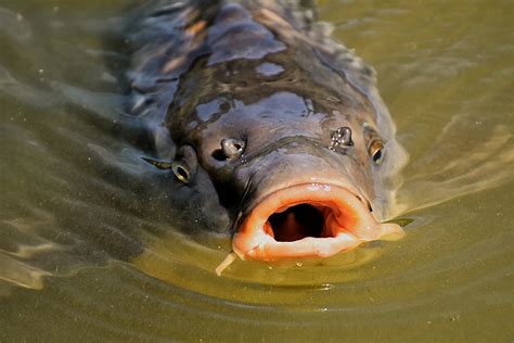 Do Carp Eat Other Fish?