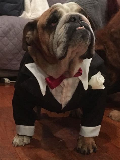 Dog Tuxedos all sizes made to Measure and fully lined | Etsy | Dog ...