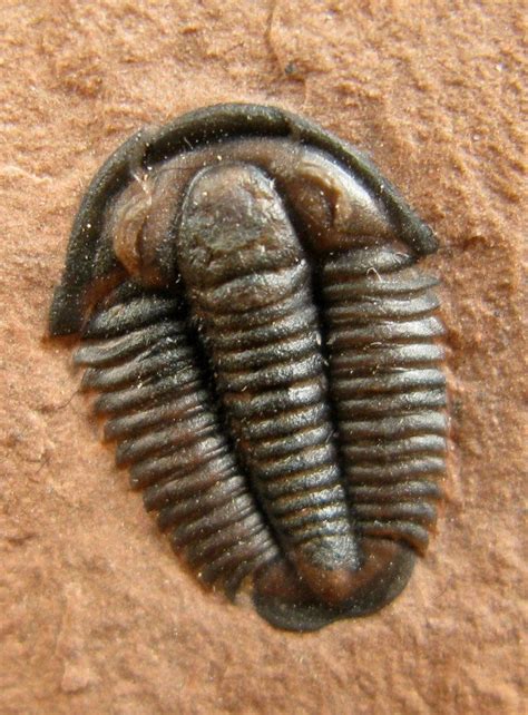 One species of extinct Trilobite. The modern horseshoe crab is the ...