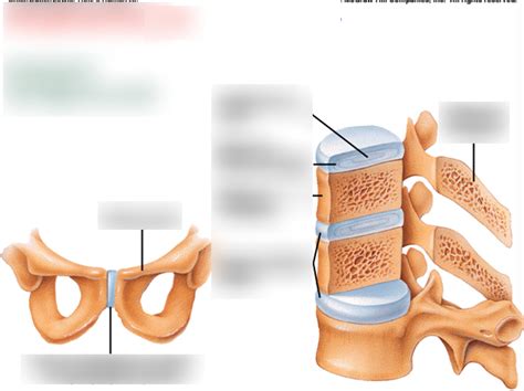 joint 3 Diagram | Quizlet