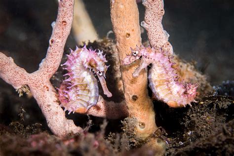 New seahorse species discovered in Papua New Guinea - DIVE Magazine