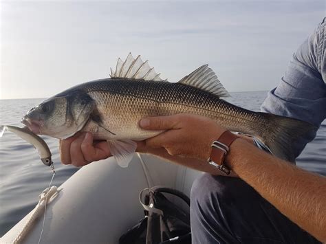 European sea bass (Devon, UK) : r/Fishing