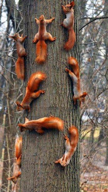 squirrel climbing tree | Nature animals, Cute animals, Animals wild