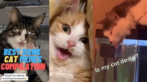 Tags: cat,cat tiktok,tiktok compilation,cat compilation,kitten,cat ...