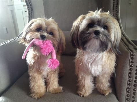 Shorkie Dog Breed: Temperament, Health and Care for Shorkie