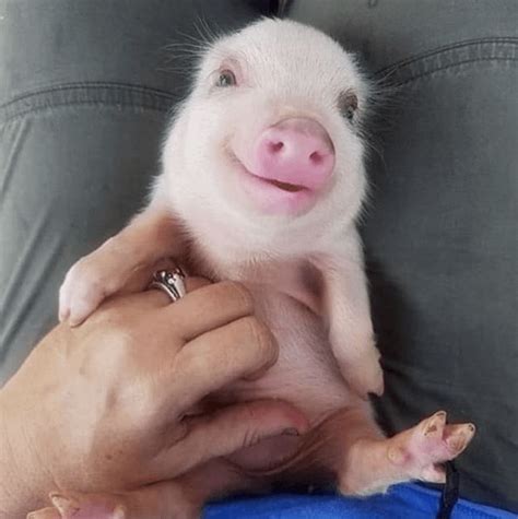 Baby smile : r/PiggySmiles