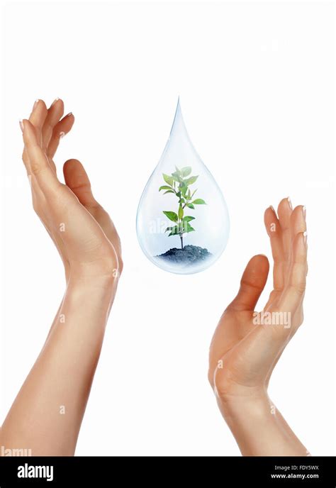 A large drop of water with sprout inside and hands to support it. The ...