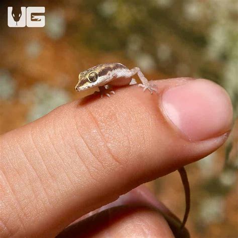 Steudner's Pygmy Geckos (Tropiocolotes steudneri) For Sale ...