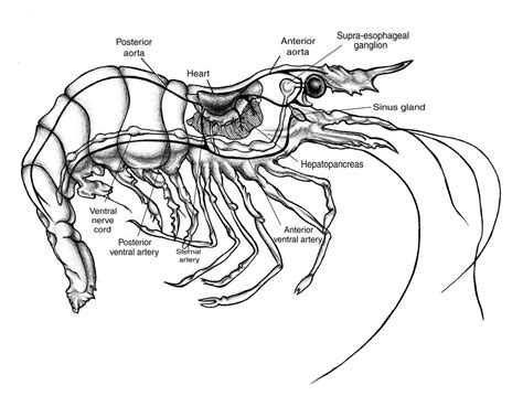 Shrimp Anatomy Study by creepydana on DeviantArt