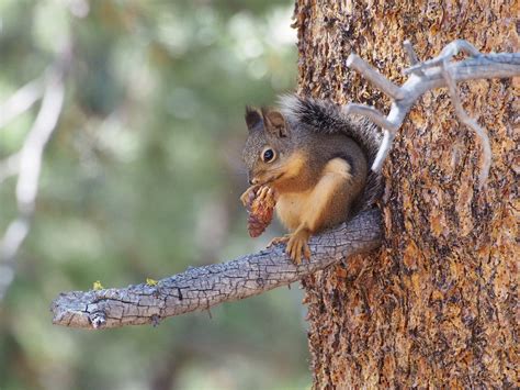 Squirrel in Pine Tree - campestre.al.gov.br