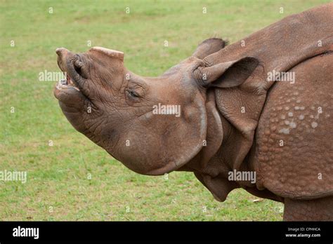 Endangered Horn Rhino rhinoceros and baby Stock Photo - Alamy