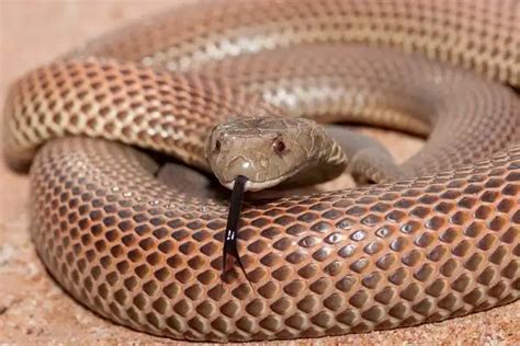 Mulga Snake - Facts, Size, Diet, Pictures - All Animal Facts