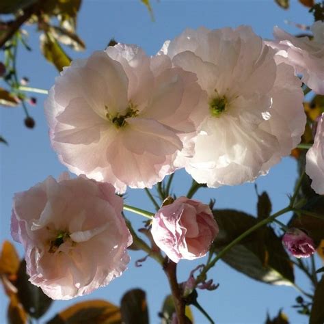 Prunus 'Fugenzo' - Japanese flowering cherry | Japanese flowering ...