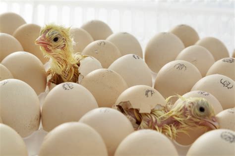 Baby Chickens Hatching