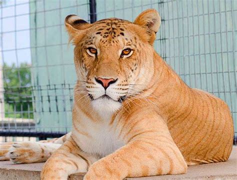 Are Ligers Being Intentionally Bred?