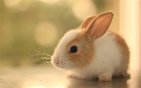 Rabbit, blur, cute animals, HD wallpaper | Peakpx