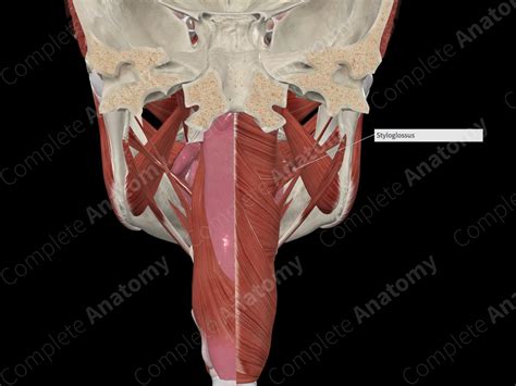 Styloglossus Muscle | Complete Anatomy