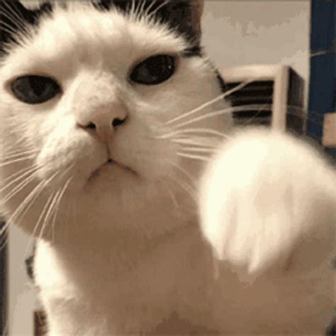 Cat Cute GIF - Cat Cute Adorable - Discover & Share GIFs