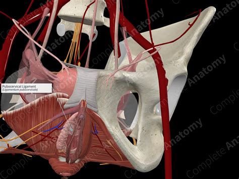 Pubocervical Ligament | Complete Anatomy