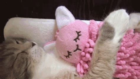 Too Cute GIF - Cat Sleeping Cuddle - Discover & Share GIFs