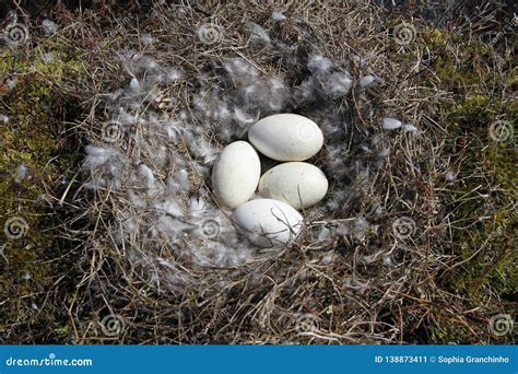 Canada Goose Nest with Four Eggs Surrounded by Down Feathers Stock ...