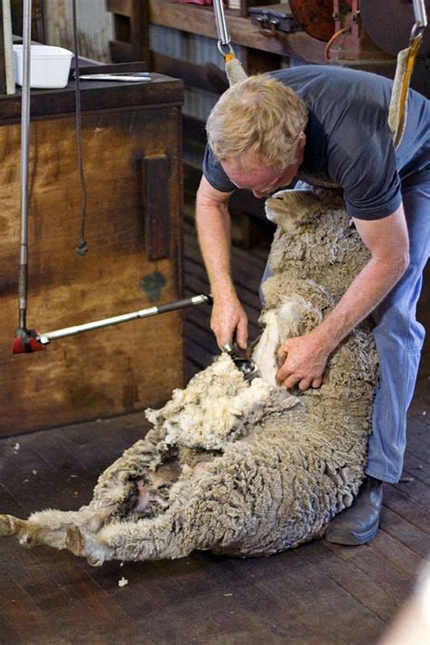 File:Sheep shearing.jpg - Wikimedia Commons