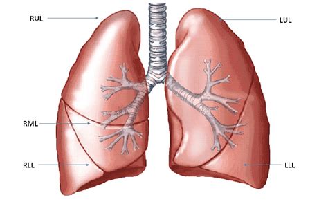 right middle lobe lung - Captions Week