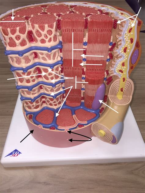 Skeletal Muscle Cell Model Labeled