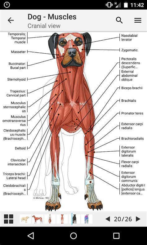 vet-Anatomy - Android Apps on Google Play