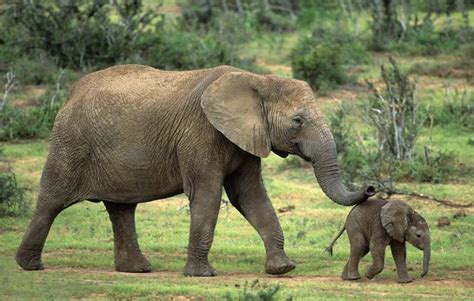 African Elephant - Kruger National Park - South Africa