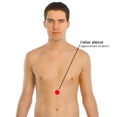 Solar Plexus Anatomy, Location & Function - Lesson | Study.com