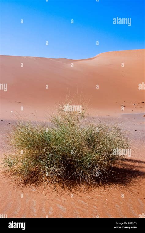 A plant in the sand dunes in the desert of Rub' Al Khali in the Arabian ...