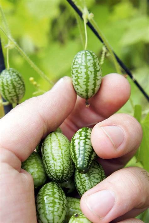 Cucumber Mexican Sour Gherkin seeds | Etsy