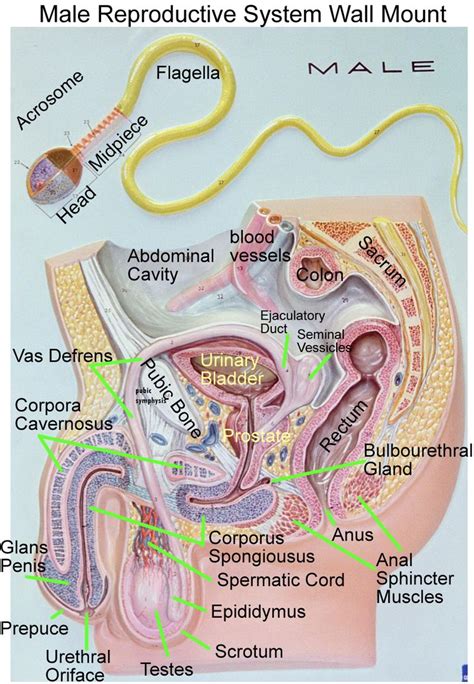 86 best College images on Pinterest | Human body, Human anatomy and Nursing