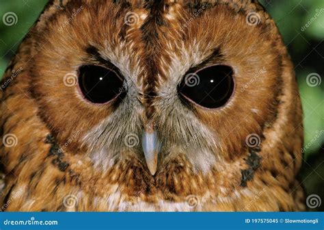 Eurasian Tawny Owl, Strix Aluco, Close Up of Eyes Stock Image - Image ...