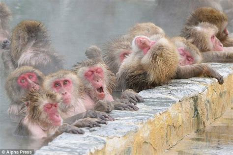 Japanese snow monkeys warm up in Hakodate's natural hot springs | Daily ...