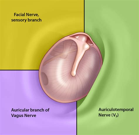 External Ear – Oto Surgery Atlas