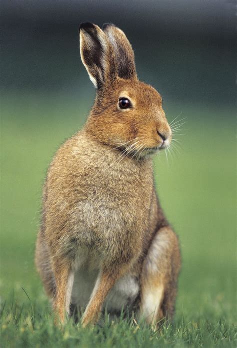 Irish Mountain Hare - Irish Wildlife & Nature Photography | Animals ...